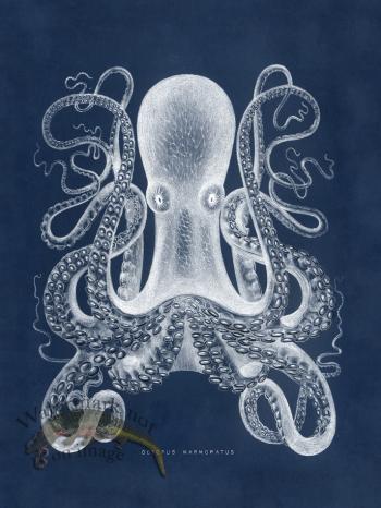 Octopus Blue 01